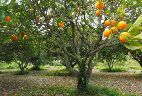 Tanaman Kelapa dan Jeruk Tropis